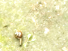 sandra_snail